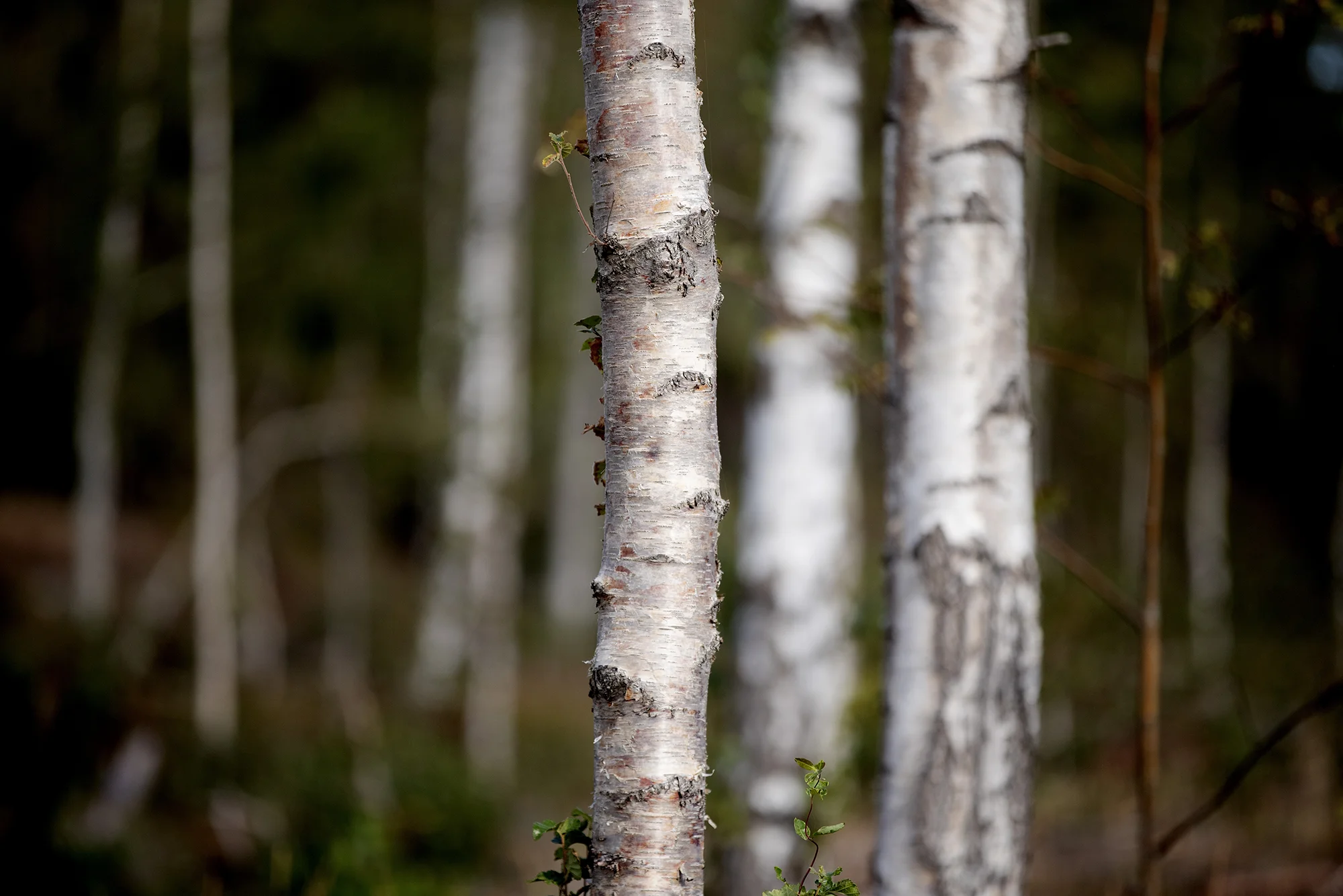 Victorias interiör och arkitektur