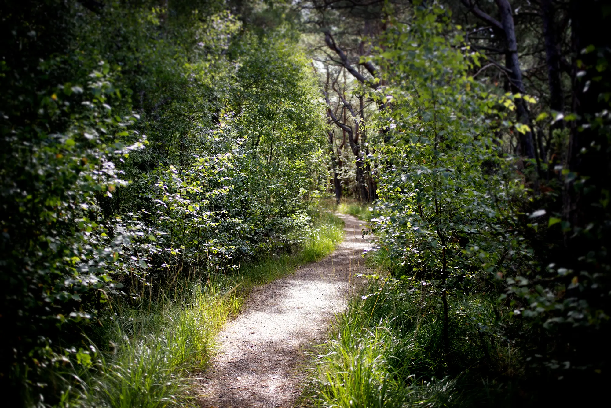 Victorias interiör och arkitektur